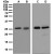 Western Blot: 14-3-3 sigma Antibody (EPR5872) [NBP1-95907] (A) fetal lung, (B) A549, (C) human kidney, and (D) human spleen lysates using anti-14-3-3 sigma.